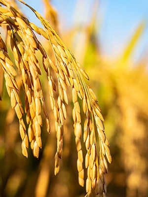 Complete Rice Husk Pellet Mill Production Line Solution